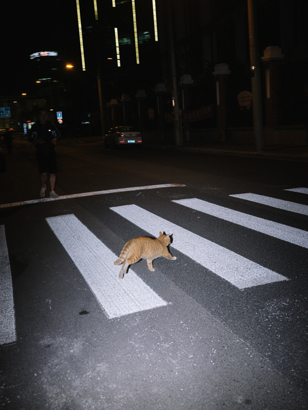 过马路的猫，北外滩，2020年10月。