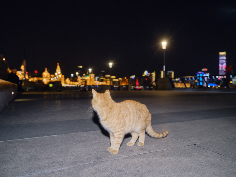 2022年3月28日，浦东封控首夜，外滩的猫。